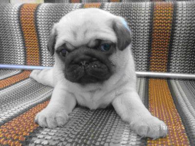 mops_10